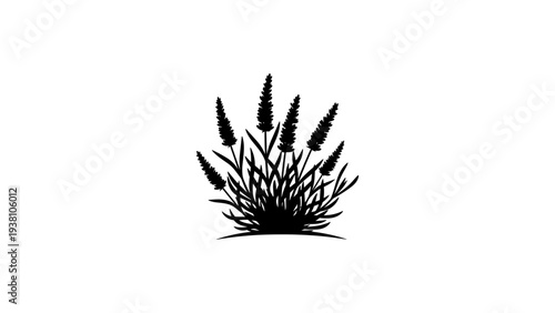 Silhouette of lavender plant with multiple stalks on white background