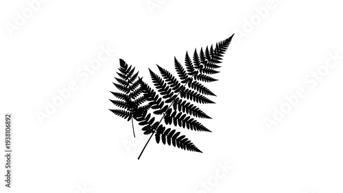 Black silhouette fern leaves isolated on white background