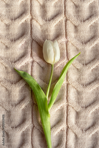 White tulip on knitted beige background, cozy spring minimal composition, flat lay