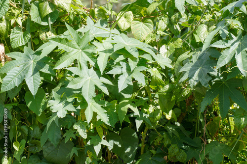 Φωτογραφία Lush foliage of the Ricinus communis plant featuring large serrated palmate leav