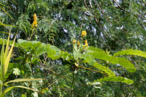 Фотография Vibrant yellow flowers of the Candlebush plant Senna alata blooming in a lush tr
