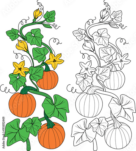 Coloring page with pumpkin vine with ripe fruits and flowers	