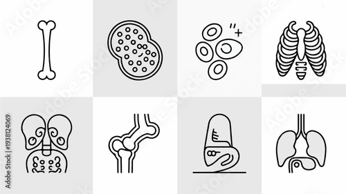 Human body organs and bones medical line icons set for healthcare and anatomy studies