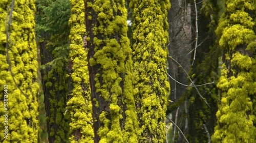 Moss-covered Trees Red Fir (Abies magnifica) In Eldorado National Forest, California, USA. Close-up Tracking Shot