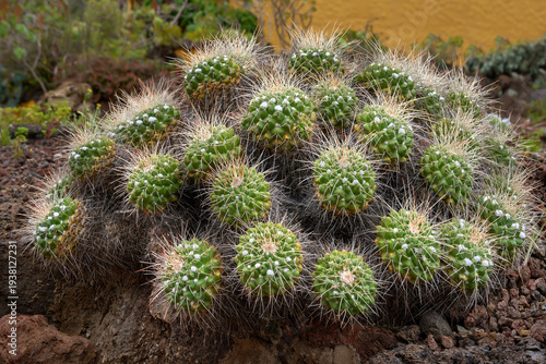 Mammillaria compressa (Gedrückter Warzenkaktus) in einem Garten mit Vulkangestein, mit Focus Stacking - Gran Canaria, Kanarische Inseln