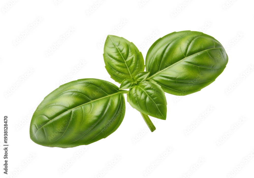 Fototapeta premium A vibrant green basil sprig with plump, unblemished leaves, intricate crinkled texture, and prominent veins on a pristine transparent background with copy space, soft studio lighting. Concept of