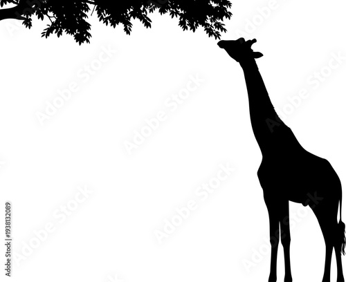 Giraffe eating leaves from tall tree branch