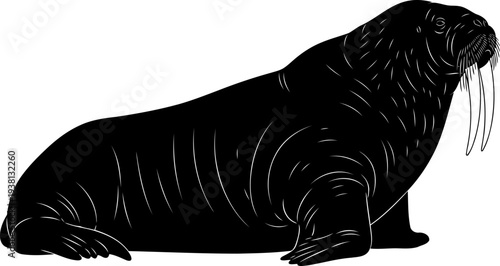 Large walrus lying down in arctic environment