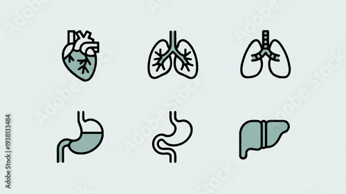 Human internal organs icons heart lungs stomach liver digestive system anatomy symbols