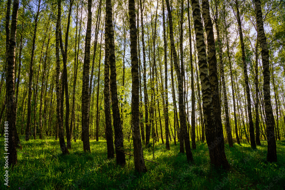 Fototapeta premium Sunlight filtering through the tall birch trees in a lush green forest, creating a serene and captivating natural landscape for nature enthusiasts.