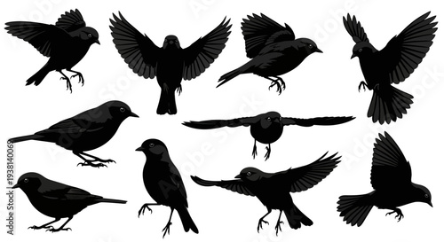 Collection of black bird silhouettes in various flight and perched positions, depicted from different angles and viewpoints