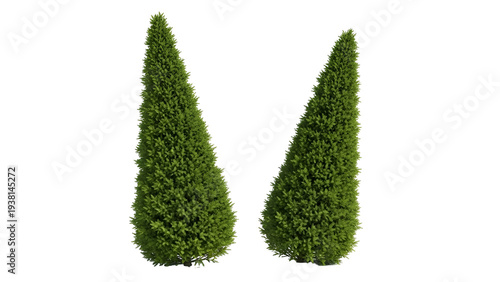 Two green conical trees on transparent background