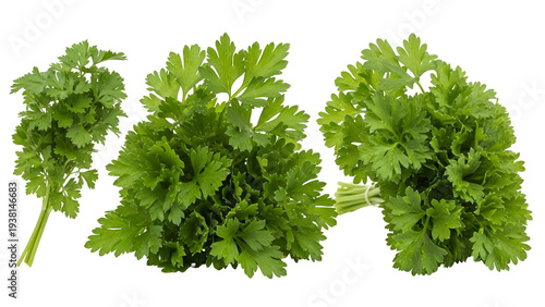 Fresh parsley bunches on transparent background