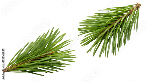 Two green pine branches on transparent background