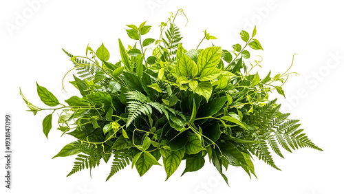 A lush green plant with various leaves on transparent background