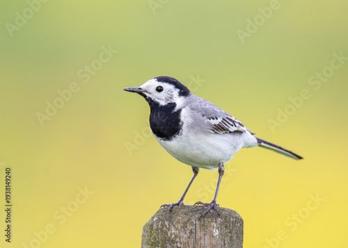 Canvas Print White wagtail (Motacilla alba) standing on a wooden pole with green and yellow b