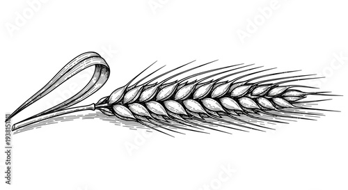 An artistic illustration of a wheat ear viewed from the side, showcasing its detailed structure and texture in a minimalist style.