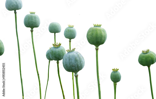 Fényképezés Green Poppy Seed Pods Isolated on Transparent Background Botanical Agriculture P