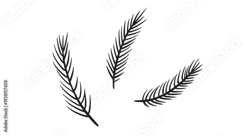 Pine needles hand drawn set with black curved lines for winter holidays and festive decorations featuring evergreen, foliage, nature with christmas