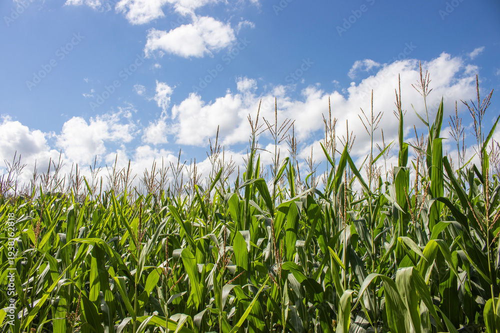 Obraz premium Maisfeld