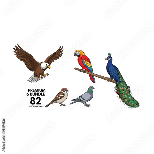 Colorful Bird Illustration Eagle Parrot Peacock Pigeon Sparrow