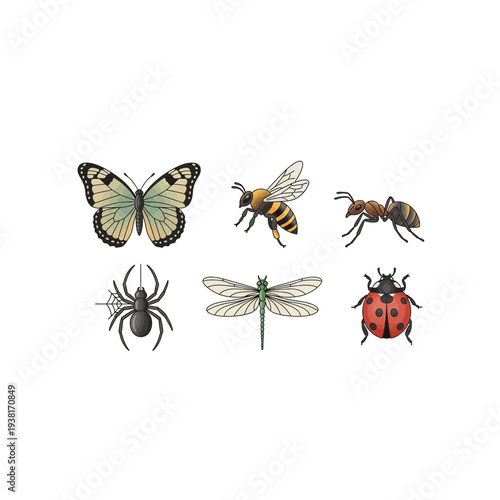 Detailed Insect Illustrations: Butterfly, Bee, Ant, Spider, Dragonfly, Ladybug