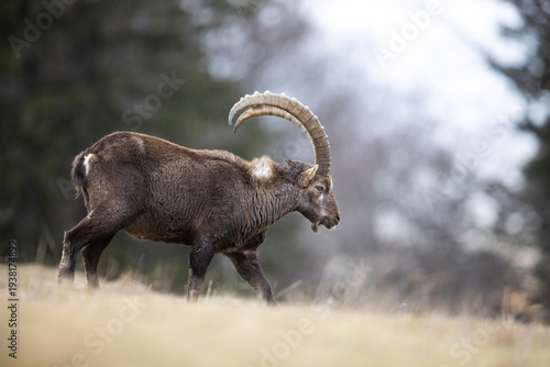 Alpine ibex (Capra ibex) male, portrait, Alps, Switzerland. January. 