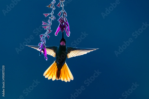 Brazilian ruby (Clytolaema rubricauda) male, nectaring on flower in Atlantic rainforest, Brazil. 