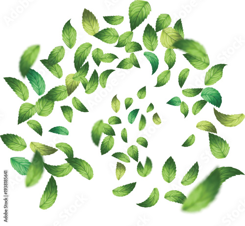 illustration fresh green mint leaves flying and scattered in a swirl isolated  food beverage herbal and natural product marketing design
