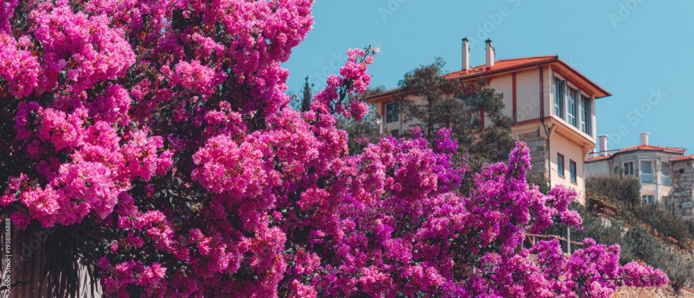 Naklejka premium Vibrant pink bougainvillea in full bloom in front of hillside Mediterranean houses under a clear blue summer sky.