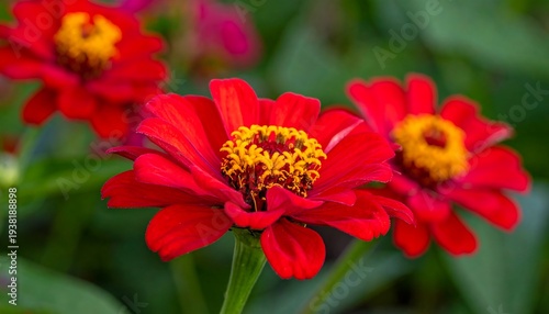 Three bright red and yellow zinnia flowers bloom against a blurred green backdrop in this colorful botanical photograph