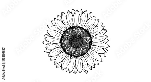 Vector illustration of A minimalist black and white illustration of a sunflower Isolated on transparent background