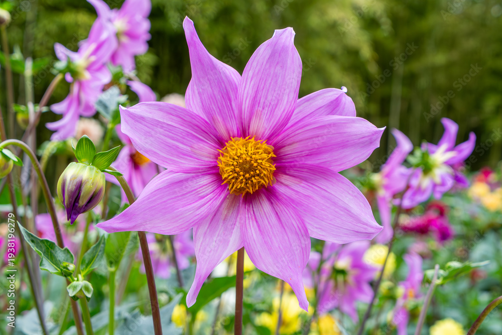 Obraz premium 庭園に美しく咲くピンクのダリアの花 クローズアップ