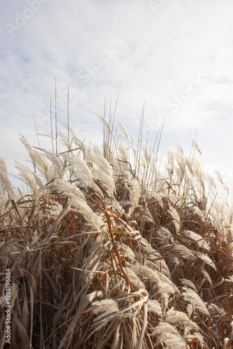 Chinaschilf, Chinagras, Elefantengra, Miscanthus