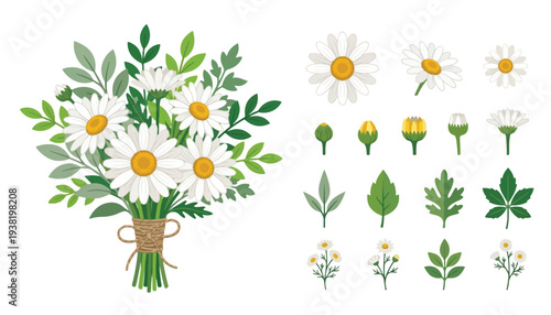 Beautiful Vector Collection of Daisy Flowers and Green Plants, Perfect for Spring Botanical Designs and Nature-Inspired Floral Illustrations
