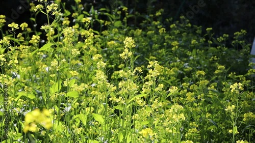 Field of yellow wild mustard flowers. A close-up shot of yellow wildflowers.