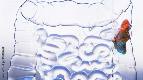 Anatomy of the human digestive system, concept of the intestine function, laxative, traitement of constipation, bowel movement, 3d render