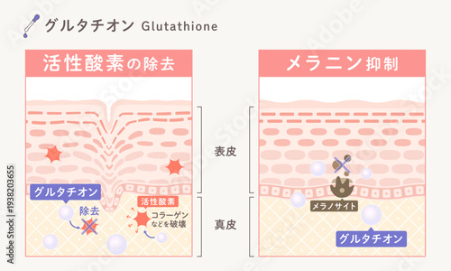 グルタチオンの美容効果｜活性酸素の除去・メラニン抑制による美白作用のスキンケア成分図解