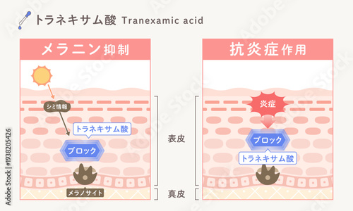 トラネキサム酸の美白作用｜メラニン生成抑制とシミ・肝斑対策のスキンケア成分図解