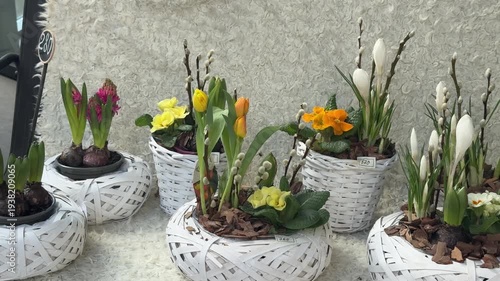 daffodils in a pot
