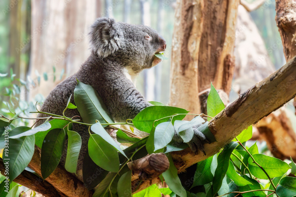 Fototapeta premium Seitenansicht eines Koala der im Sonnenlicht auf einem Ast sitzt und Eucalyptus-Blätter frisst