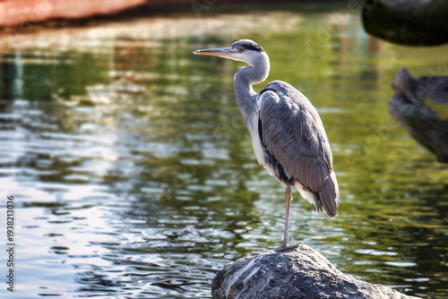 Ein Graureiher (Ardea cinerea) steht auf einem Stein vor einem kleinen Teich im Sonnenlicht