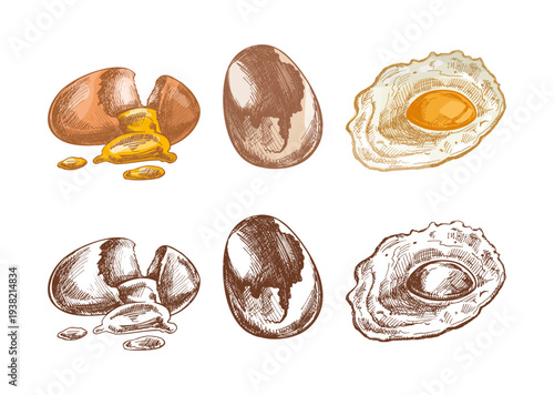 Hand drawn vintage egg collection cracked egg whole egg and fried egg colored and monochrome engraving illustration