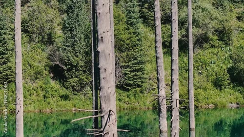 Dead tree trunks standing in clear green water of a forest pond surrounded by dense green vegetation and trees.