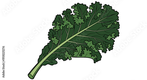 Kale leaf vegetable green healthy food.
