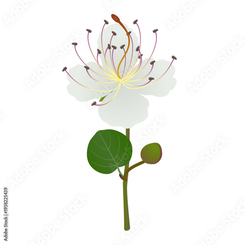 Branch with a flower and a caper bud on a white background..eps