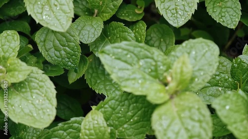 Mint Leaf's Fresh Essence: A close-up view of vibrant green mint leaves, displaying their intricate textures, and the delicate water droplets on their surface, conveying freshness and purity.