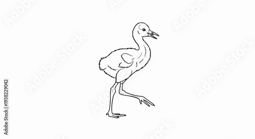 A line drawing depicts a young bird walking with its beak open