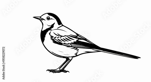 A black and white illustration of a small bird standing on its legs