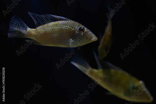 Canvas Print Spotted pearl fish beneath the water surface.